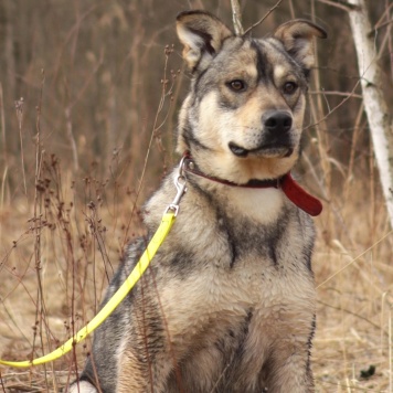 Собаки в добрые руки - Бинго