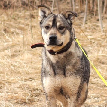 Собаки в добрые руки - Бинго - 1
