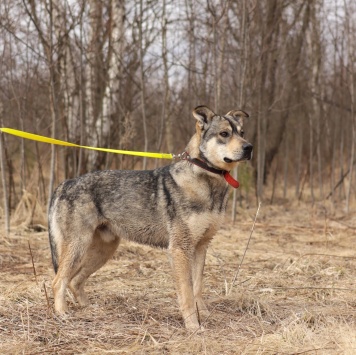 Собаки в добрые руки - Бинго - 2