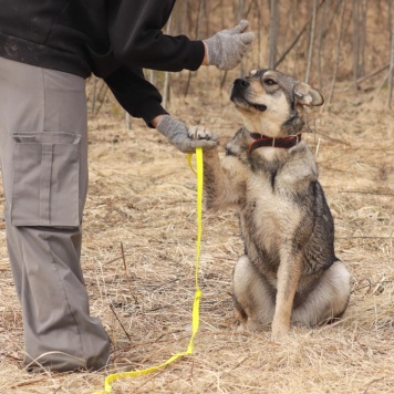 Собаки в добрые руки - Бинго - 3