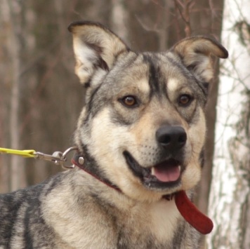 Собаки в добрые руки - Бинго - 4