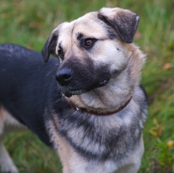 Собаки в добрые руки - Ватсон