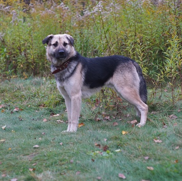 Собаки в добрые руки - Ватсон - 1