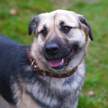 Собаки в добрые руки - Ватсон - 2