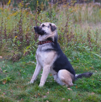 Собаки в добрые руки - Ватсон - 3