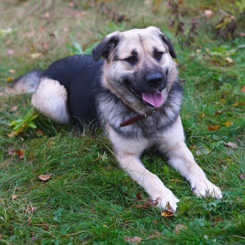 Собаки в добрые руки - Ватсон - 4