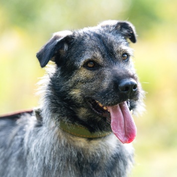 Собаки в добрые руки - Роберто