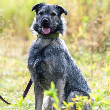 Собаки в добрые руки - Роберто - 1