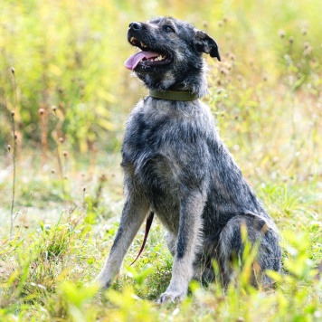 Собаки в добрые руки - Роберто - 2