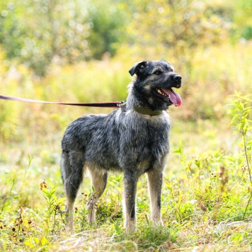 Собаки в добрые руки - Роберто - 3
