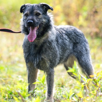 Собаки в добрые руки - Роберто - 4