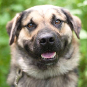 Собаки в добрые руки - Рей