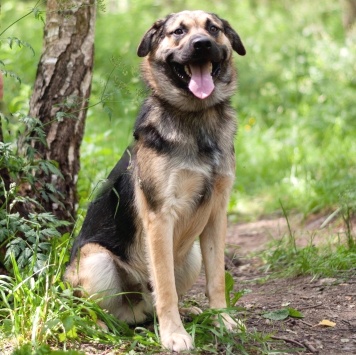 Собаки в добрые руки - Рей - 1