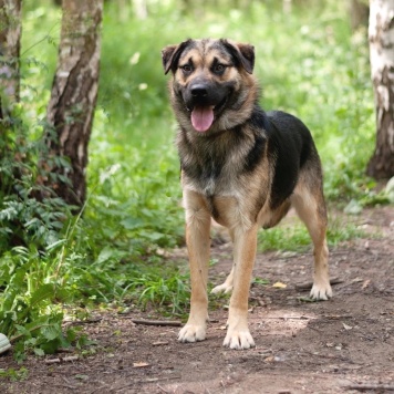 Собаки в добрые руки - Рей - 2