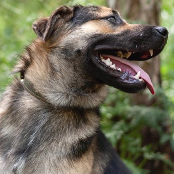 Собаки в добрые руки - Рей - 3