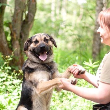 Собаки в добрые руки - Рей - 4