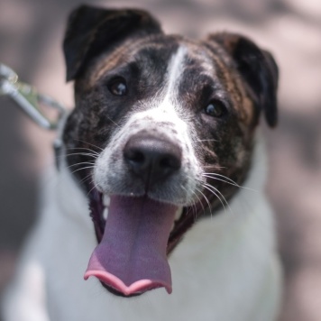 Собаки в добрые руки - Дакота