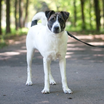 Собаки в добрые руки - Дакота - 1