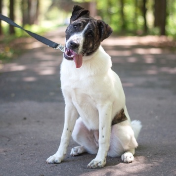 Собаки в добрые руки - Дакота - 2