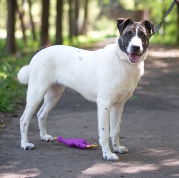 Собаки в добрые руки - Дакота - 3