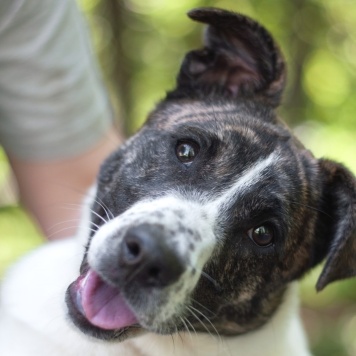 Собаки в добрые руки - Дакота - 4