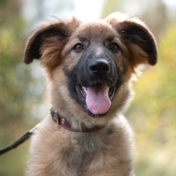 Собаки в добрые руки - Лесси