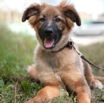 Собаки в добрые руки - Лесси - 1