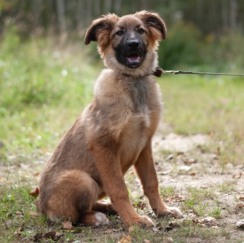 Собаки в добрые руки - Лесси - 2