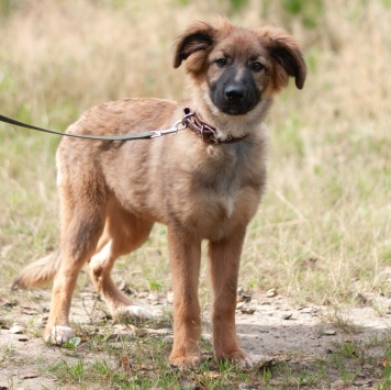 Собаки в добрые руки - Лесси - 3