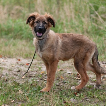 Собаки в добрые руки - Лесси - 4