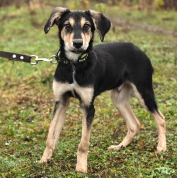 Собаки в добрые руки - Винки