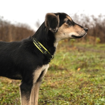 Собаки в добрые руки - Винки - 3