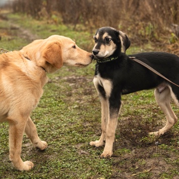 Собаки в добрые руки - Винки - 4