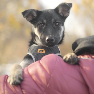 Пралине - Собаки в добрые руки