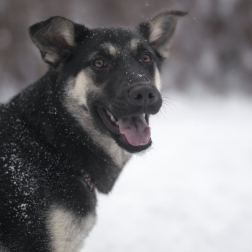 Пралине - Собаки в добрые руки