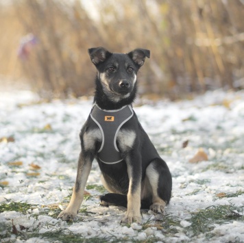 Собаки в добрые руки - Пралине - 1