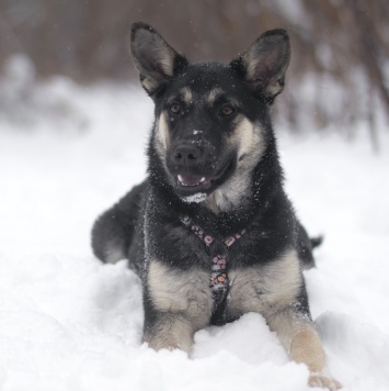 Собаки в добрые руки - Пралине - 1