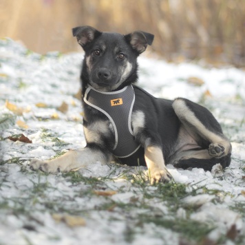 Собаки в добрые руки - Пралине - 2