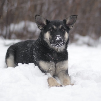 Собаки в добрые руки - Пралине - 2