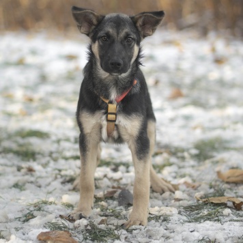 Собаки в добрые руки - Твикс - 1