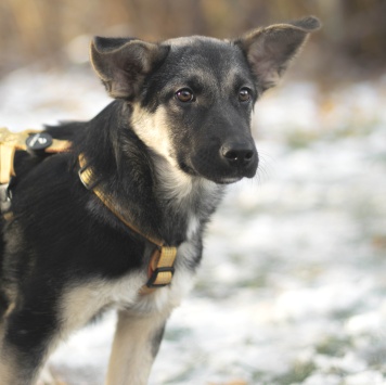 Собаки в добрые руки - Твикс - 2