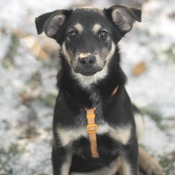 Собаки в добрые руки - Прага - 1