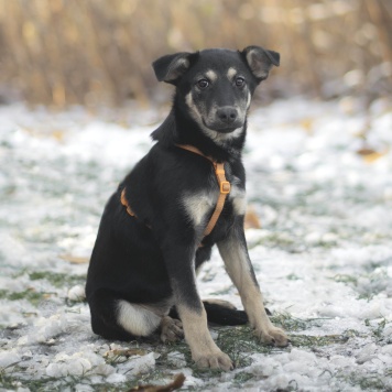 Собаки в добрые руки - Прага - 2