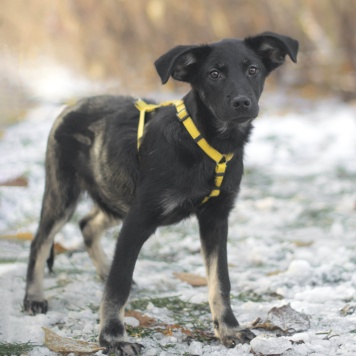 Сникерс - Собаки в добрые руки