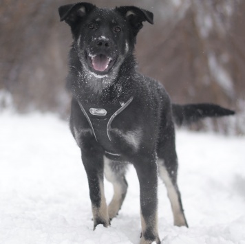 Сникерс - Собаки в добрые руки