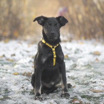 Собаки в добрые руки - Сникерс - 1