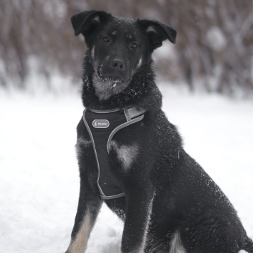 Собаки в добрые руки - Сникерс - 1