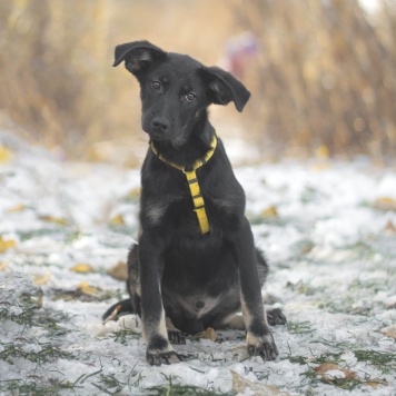 Собаки в добрые руки - Сникерс - 2
