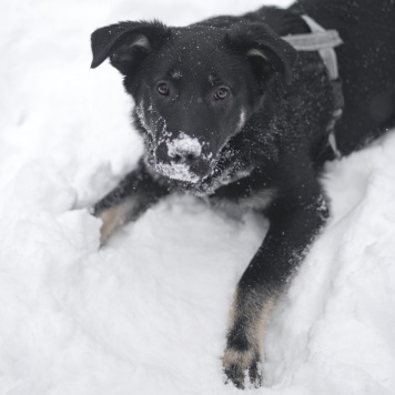 Собаки в добрые руки - Сникерс - 2