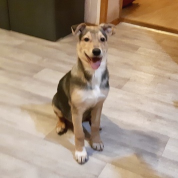 Брут - Собаки в добрые руки